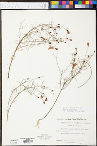 Agalinis setacea image
