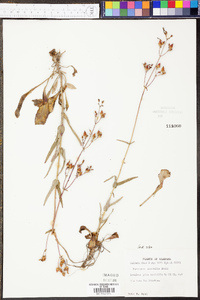 Penstemon australis image