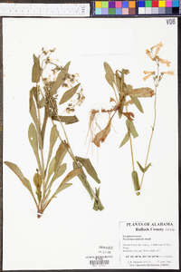 Penstemon australis image