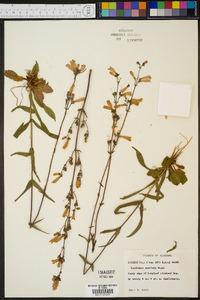 Penstemon australis image