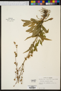 Penstemon australis image