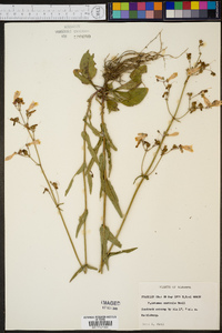 Penstemon australis image