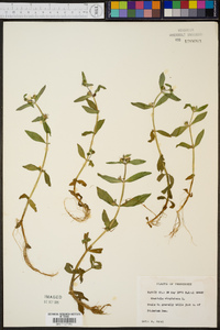 Gratiola virginiana image