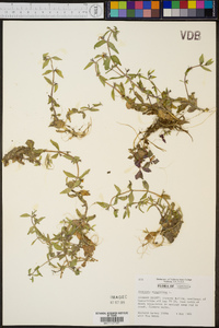 Gratiola virginiana image