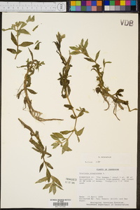 Gratiola virginiana image