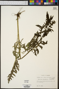 Dasistoma macrophylla image