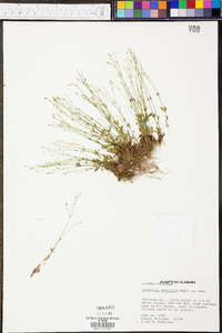 Lindernia monticola image