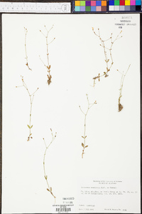 Lindernia monticola image