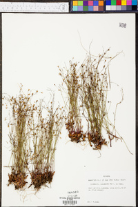 Lindernia monticola image