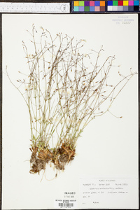 Lindernia monticola image