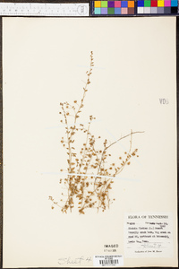 Kickxia elatine image