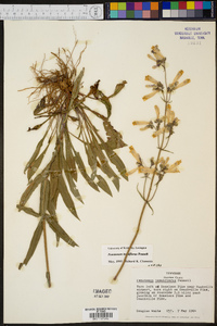 Penstemon tenuiflorus image