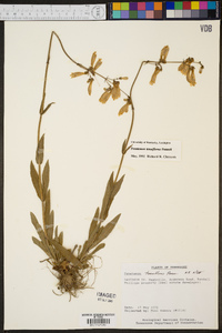 Penstemon tenuiflorus image