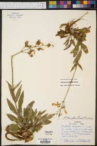 Penstemon tenuiflorus image