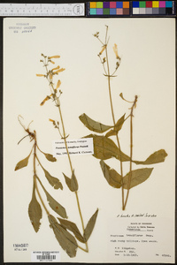 Penstemon tenuiflorus image