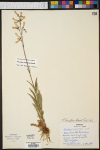 Penstemon tenuiflorus image