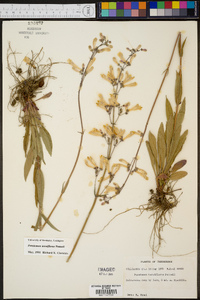 Penstemon tenuiflorus image