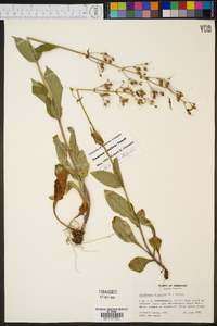 Penstemon tenuiflorus image