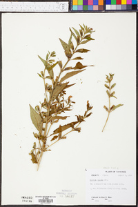 Mimulus alatus image