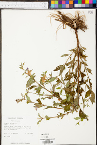 Mimulus alatus image