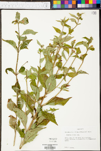 Mimulus alatus image