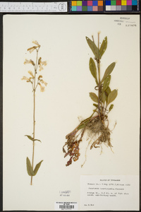 Penstemon brevisepalus image