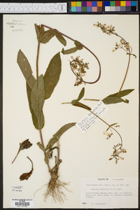 Penstemon brevisepalus image