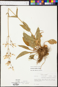 Penstemon tenuiflorus image