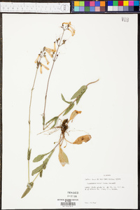 Penstemon tenuiflorus image