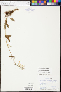 Penstemon tenuiflorus image