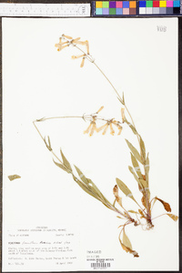 Penstemon tenuiflorus image