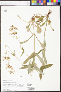 Penstemon laevigatus subsp. digitalis image