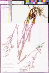 Penstemon multiflorus image