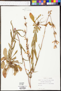 Penstemon australis image