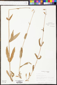 Penstemon australis image