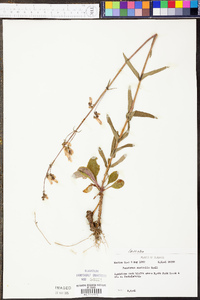 Penstemon australis image