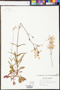 Penstemon australis image