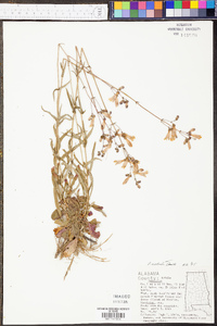 Penstemon australis image