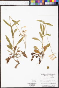 Penstemon australis image