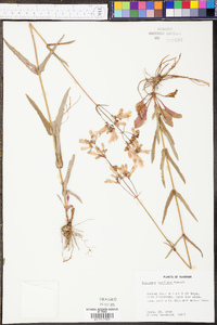 Penstemon australis image