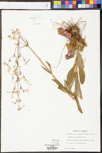 Penstemon australis image