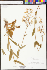 Penstemon australis image