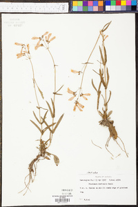 Penstemon australis image