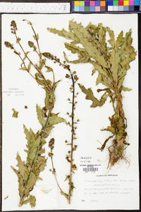 Verbascum blattaria image