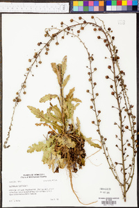 Verbascum blattaria image