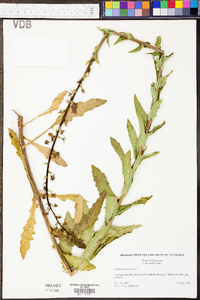 Verbascum blattaria image