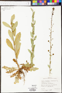 Verbascum blattaria image