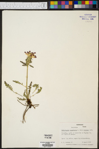 Pedicularis canadensis f. bicolor image