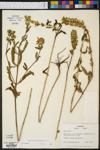 Pedicularis lanceolata image