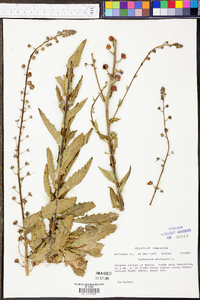 Verbascum blattaria image